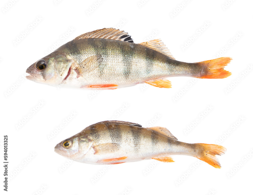 Perch fish isolated on a white background. Perch fish isolated on a white background.