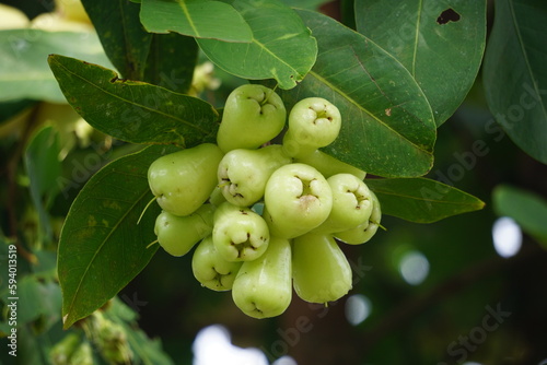Syzygium aqueum (watery rose apple, water apple, bell fruit, jambu air) fruits on the tree. The fruit has a very mild and slightly sweet taste similar to apples, and a crisp watery texture. photo