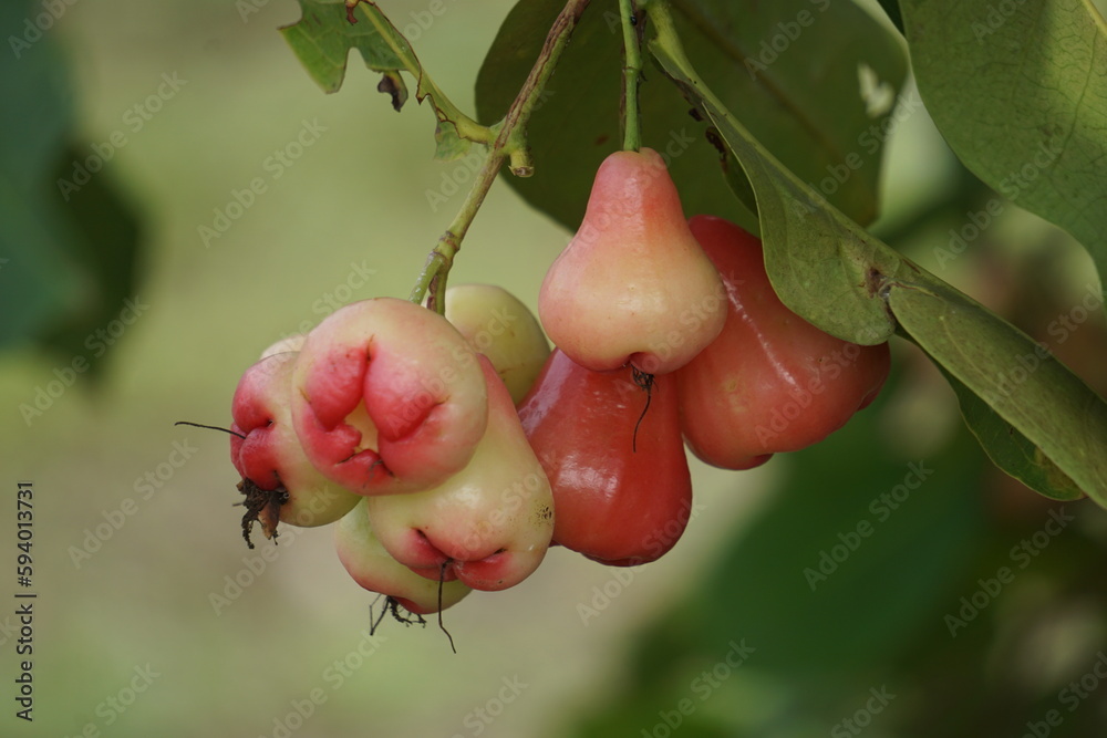 Foto de Syzygium aqueum (watery rose apple, water apple, bell fruit