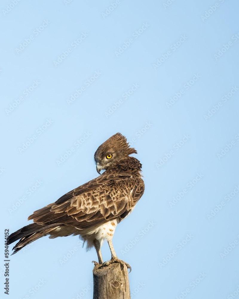 Short-toed snake eagle or Circaetus gallicus sitting position in Dadia forest Evros Greece, isolated, blue sky background Short-toed snake eagle or Circaetus gallicus sitting position in Dadia forest Evros Greece, isolated, blue sky background
