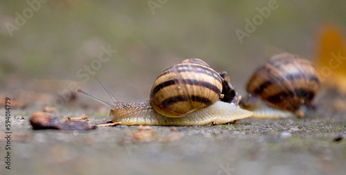 A snail crawls on a gray stone close-up.