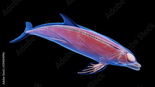 3D rendered illustration of a dolphin's muscular system