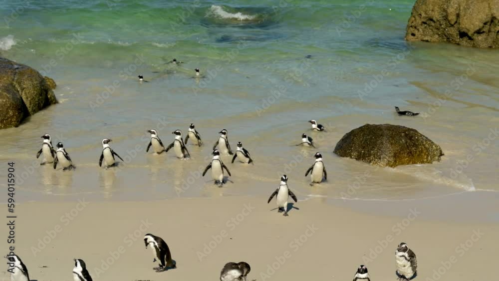 Pinguine am Boulders Beach in Simon’s Town Südafrika