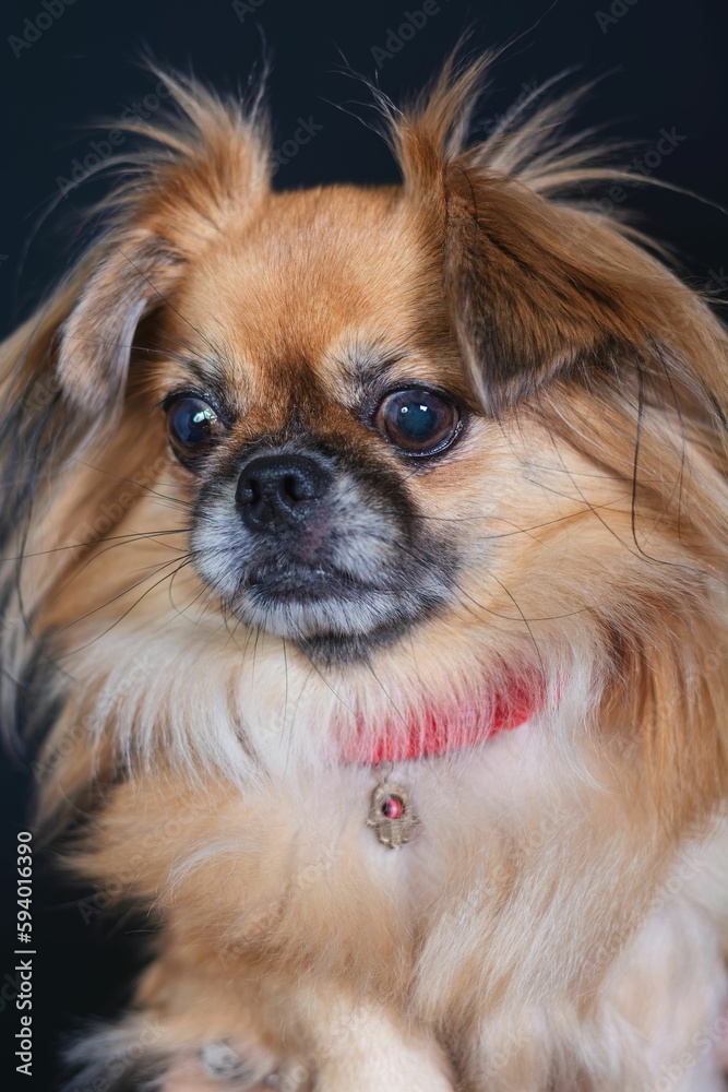 Closeup of a Tibetan spaniel in a wooden basket on the dark background Closeup of a Tibetan spaniel in a wooden basket on the dark background