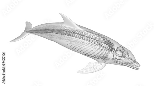 3d illustration of a dolphin's skeletal system