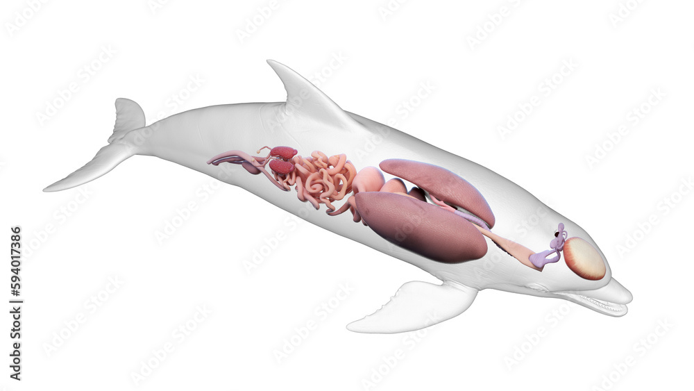 3D rendered illustration of a dolphin's internal organs