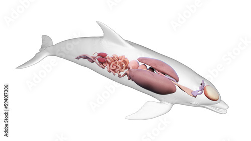 3D rendered illustration of a dolphin's internal organs