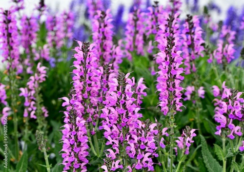Selective shot of the salvia perennial pink flowers in the garden with blur background © Nikongal/Wirestock Creators