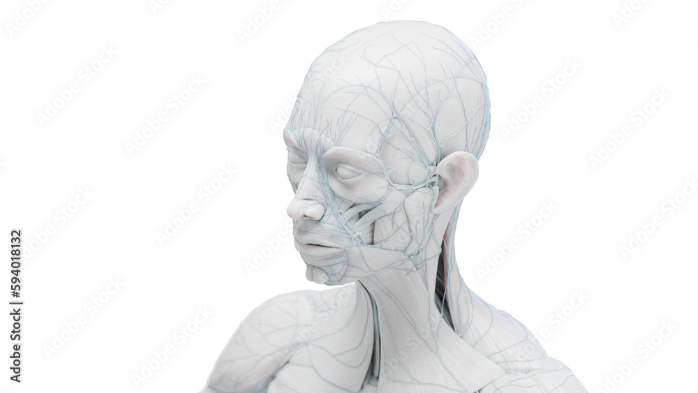 3d illustration of a female's head and torso 3d illustration of a female's head and torso