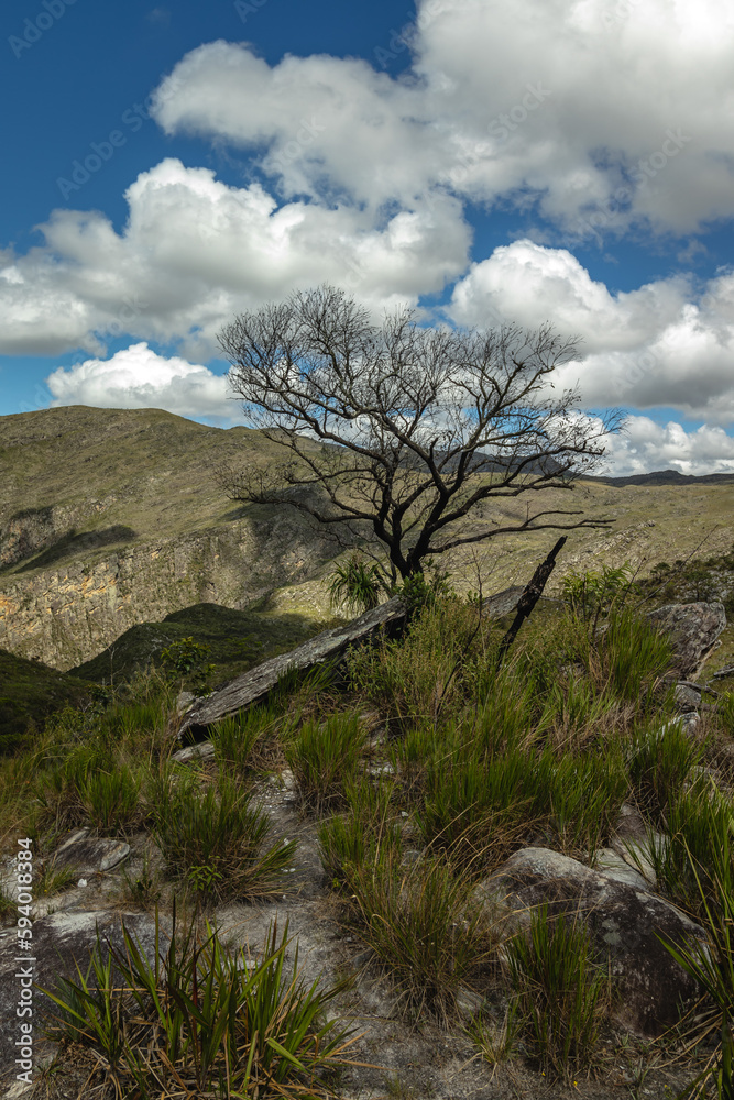 Obraz premium tree in Serra do Cipó in the city of Santana do Riacho, State of Minas Gerais, Brazil