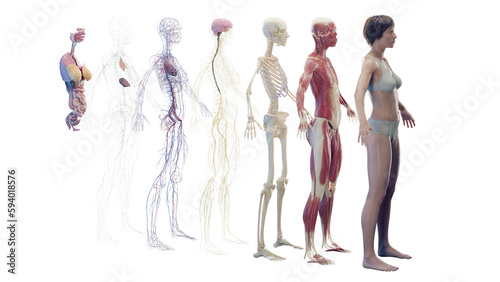 3d rendered illustration of the different organ systems of a woman