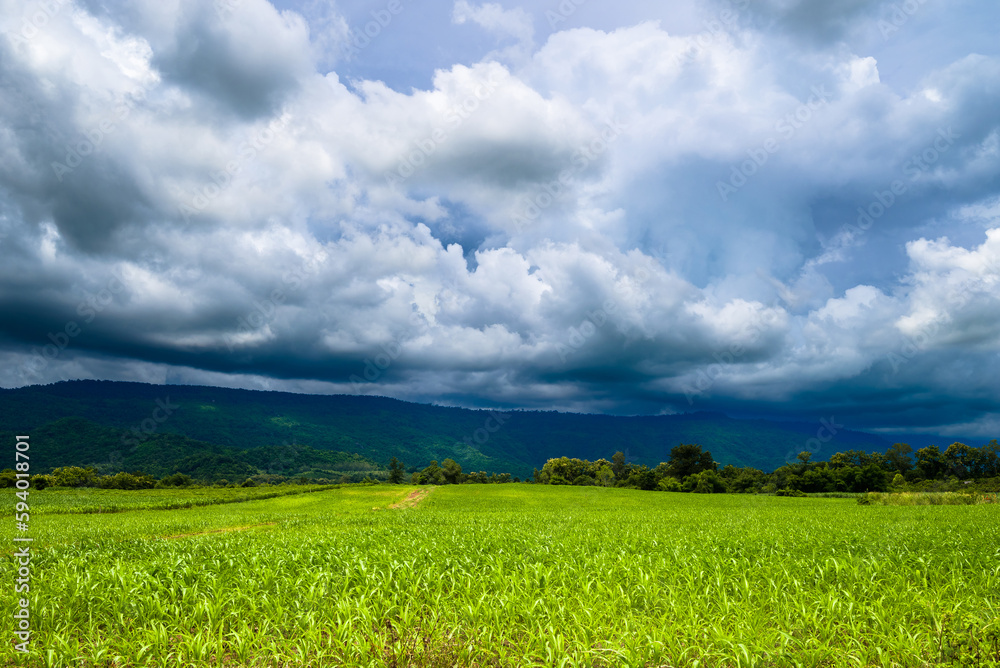 Sugar cane field with dark clouds and rain storm come across the mountain to the farm, rainy season in countryside of Thailand