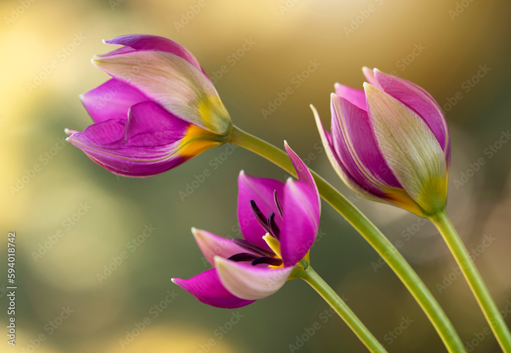 Fototapeta premium Wiosenne kwiaty - Tulipany botaniczne