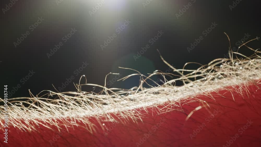 Hand skin texture hair goosebumps closeup. Hairy goose bumps Arm