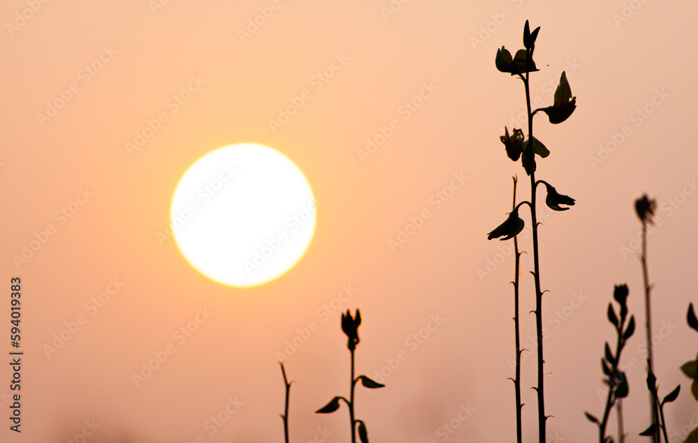 Obraz premium The silhouette of the flower against the sun's rays. Growing sun. Romantic natural atmosphere.