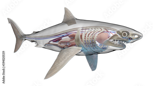 3d illustration of a great white shark's internal organs photo