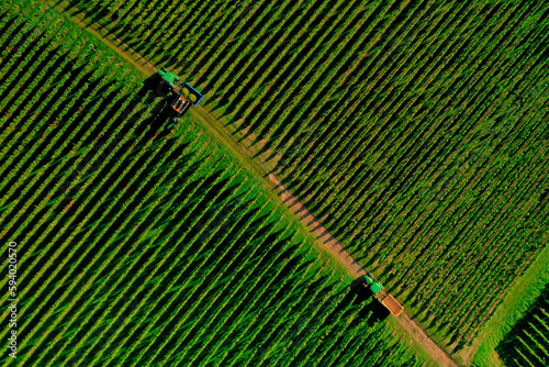 vignoble d'Alsace par drone