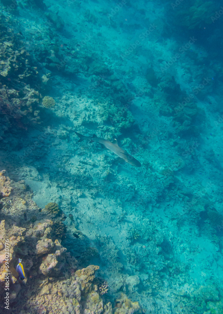 Fototapeta premium OLYMPUS DIGITAL CAMERA