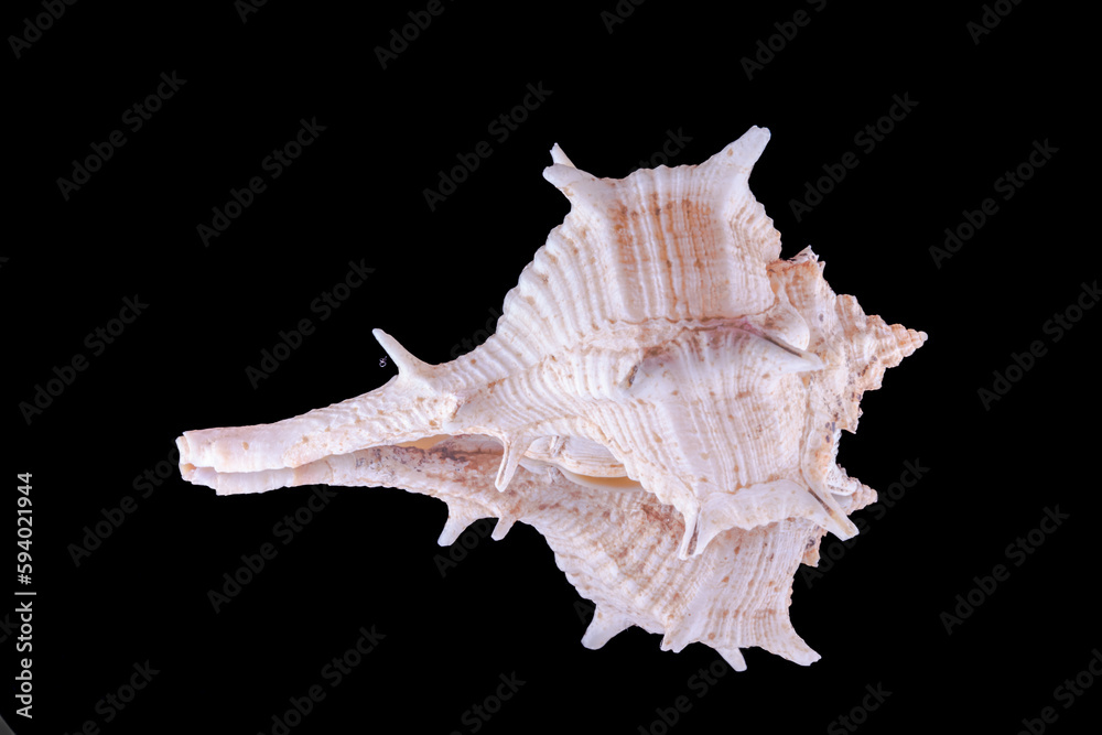Bolinus sea snail or rock snail or murex snail, marine gastropod mollusk shell in the family Muricidae. Isolated on Black background mirror reflection macrophotography high quality close up view. Bolinus sea snail or rock snail or murex snail, marine gastropod mollusk shell in the family Muricidae. Isolated on Black background mirror reflection macrophotography high quality close up view.