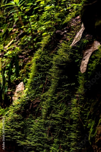 Vertical closeup of a mossy surface in a rainforest