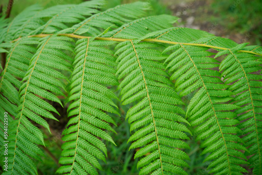 Photo fern leaves grow in the forest