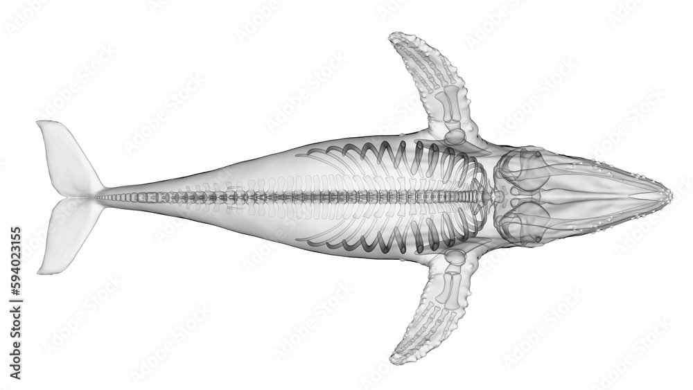 3d illustration of a humpback whale's skeletal system 3d illustration of a humpback whale's skeletal system