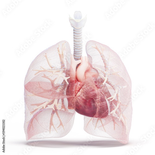3d illustration of the human cardiopulmonary system photo