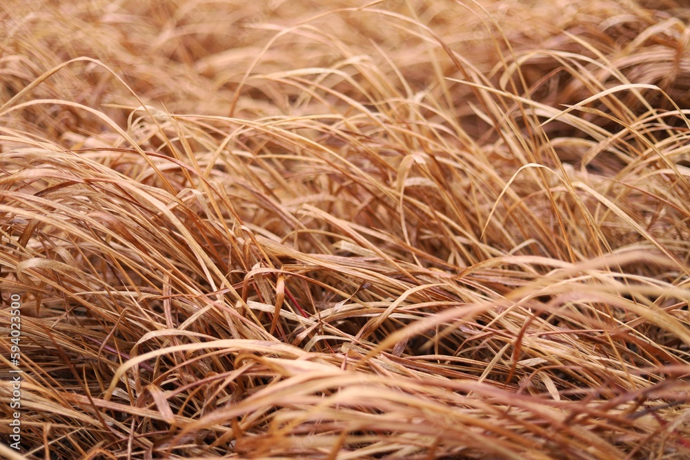 close up of a grass close up of a grass