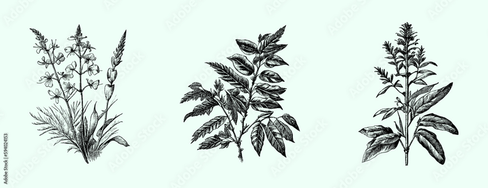 Amazon.com: 3dRose Helichrysum Herb Art Herbal Medicine Medicinal Plants...  - Drawing Books (db-365480-1) : Arts, Crafts & Sewing