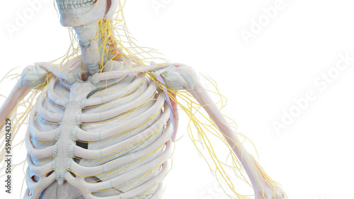 3d illustration of man's nerves photo