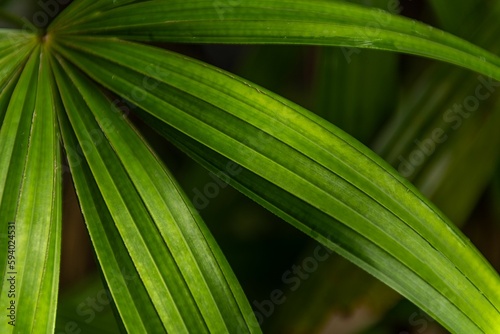 Closeup of a beautiful green Rhapis laosensis in a forest