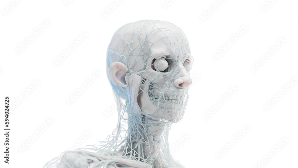 3d illustration of vessels and fibers of the male body. 3d illustration of vessels and fibers of the male body.