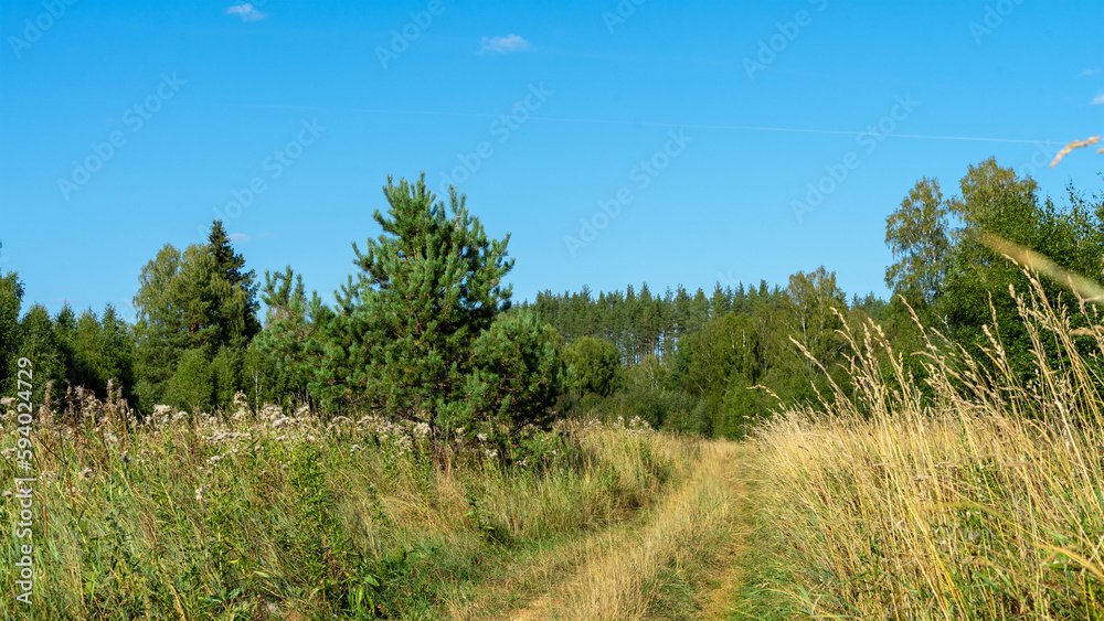 Road in field. Field grass and flowers on background of trees. Walk outdoors. Summer heat