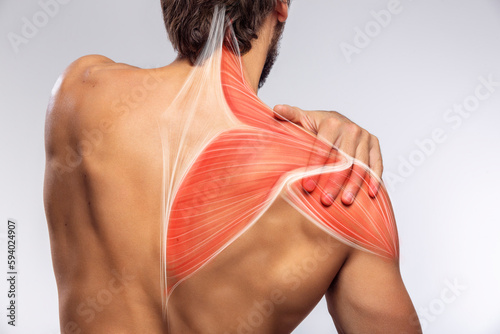 Shoulder muscle and nerve pain, man holding painful zone injured point, human body anatomy