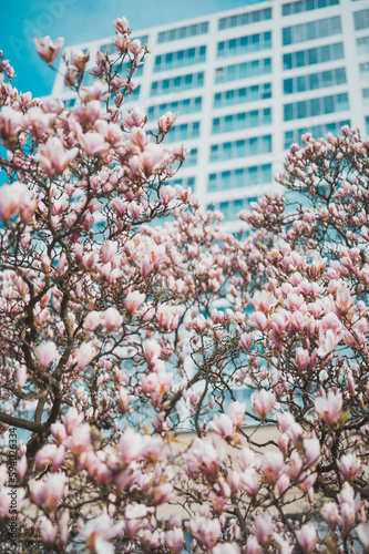Natura w mieście - krzak magnolii