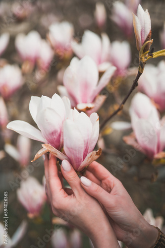 melancholijne kwiaty magnolii