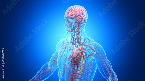 3d illustration of a man's nervous and cardiovascular system