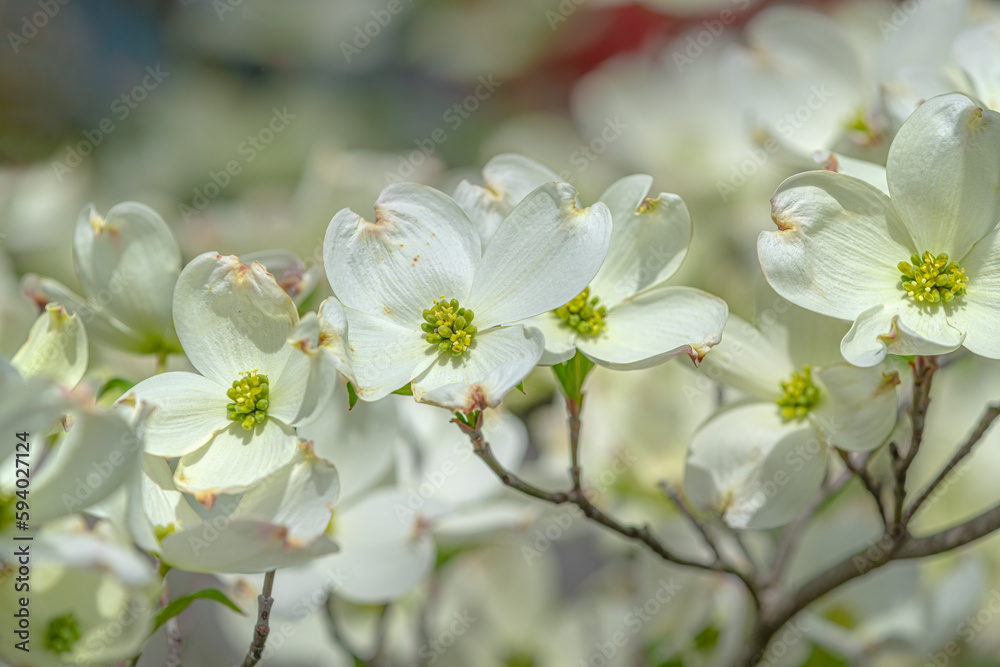 Lovely Springtime Dogwoods in Tennessee Close Up