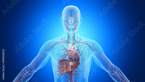 Fotografie 3d rendered illustration of a man's liver and cardiovascular system