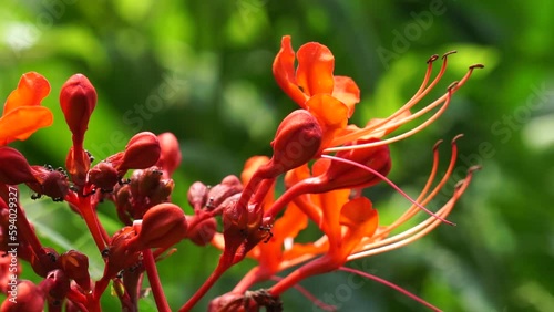 Clerodendrum speciosissimum (Also called bunga merah, kemena-mena, java glory bower, shrub tree) in nature. It is cultivated as an ornamental plant, in particular for its bright red flowers. photo