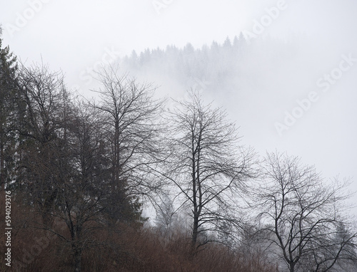 nuvole basse su un bosco di montagna, abeti e pini con nuvole sopra in un villaggio nelle Dolomiti 