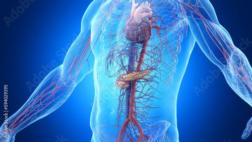 3d rendered illustration of a man's pancreas and cardiovascular system