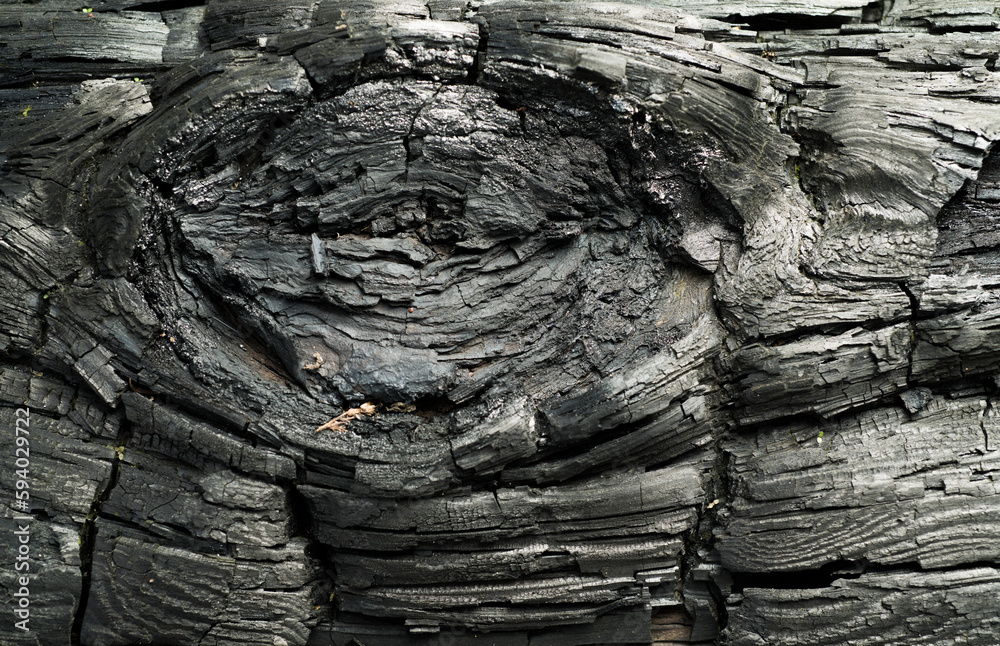 Fototapeta premium Burnt wood texture for background