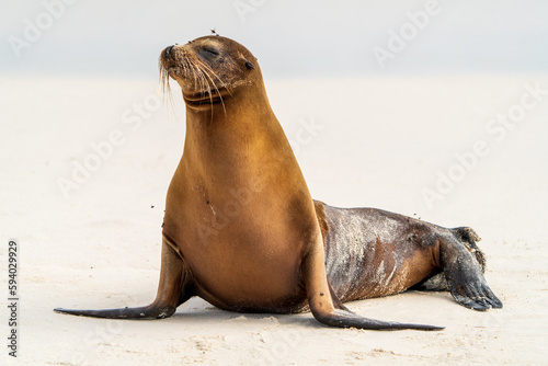 Galapagos Sea Lion photo