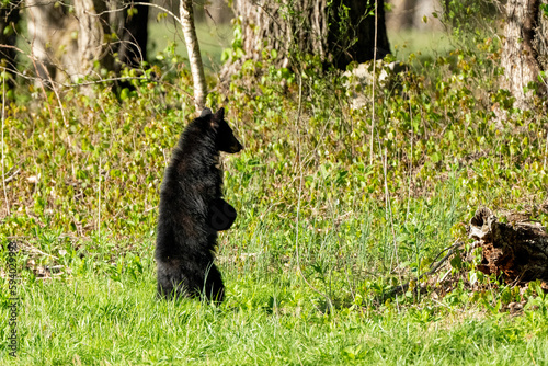 Black bear standing at Cades Cove Smokey Mountains 