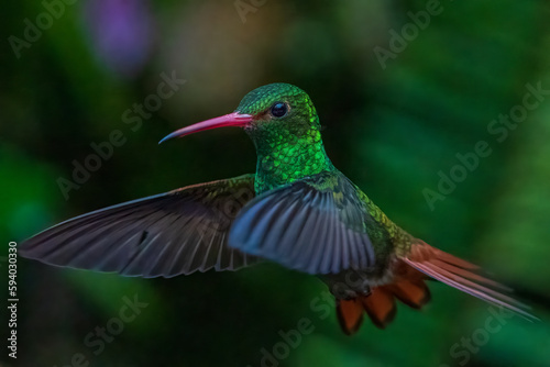 Hummingbird © Stuart Chang