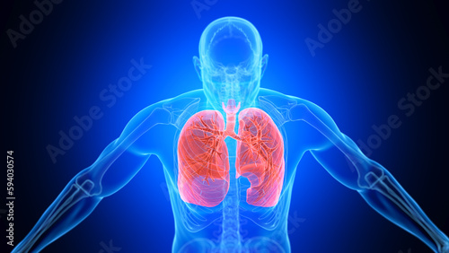 3d illustration of a man's respiratory system