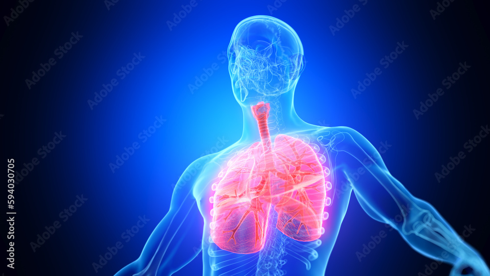 3d illustration of a man's respiratory system 3d illustration of a man's respiratory system