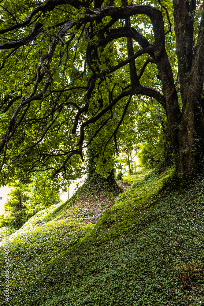 Naklejka premium path in the forest