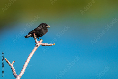 Galapagos Finch photo